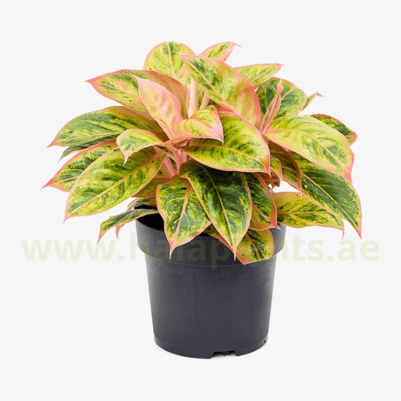 aglaonema coco melon