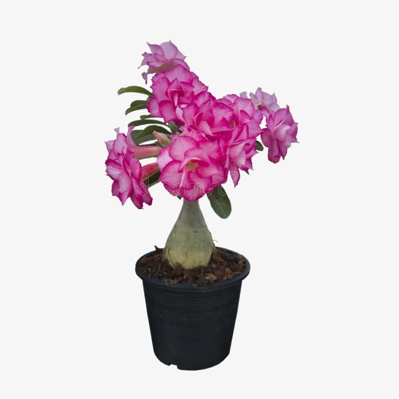Adenium Obesum 8L