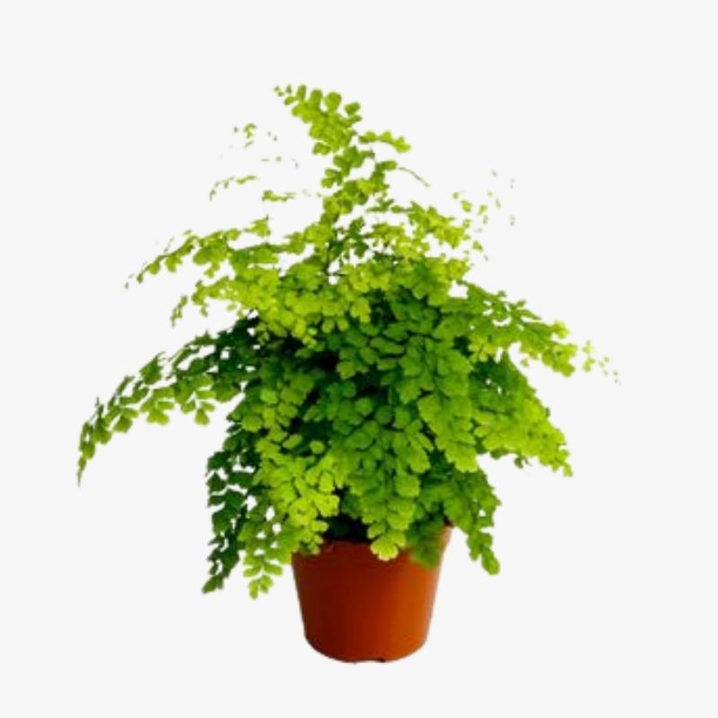 Adiantum raddianum Fragrans 1