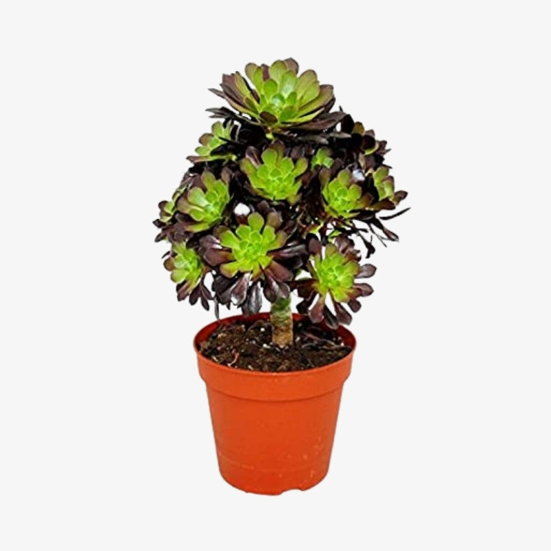 Aeonium Nigrum