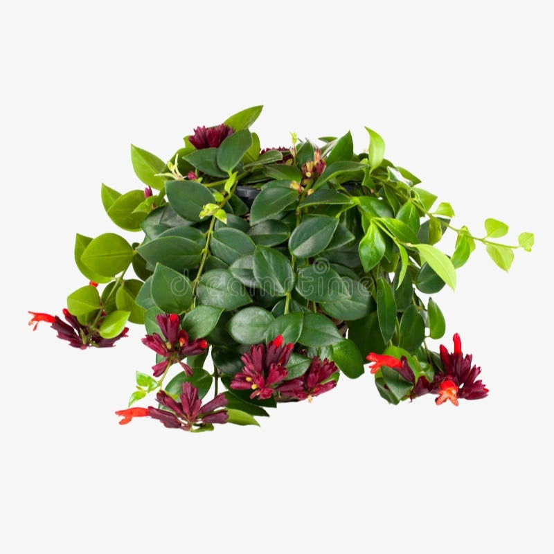 Aeschynanthus Caroline 1