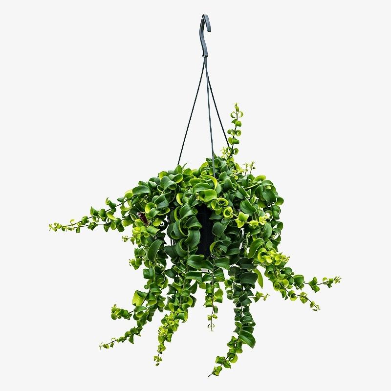 Aeschynanthus Rasta krol blade 1