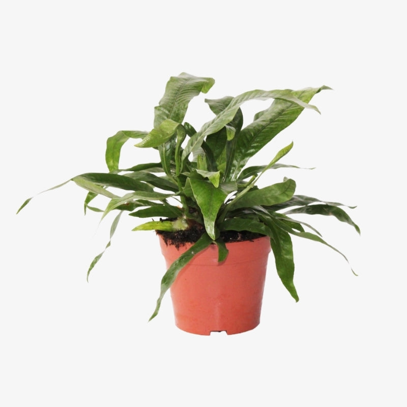 Aglaomorpha coronans 1