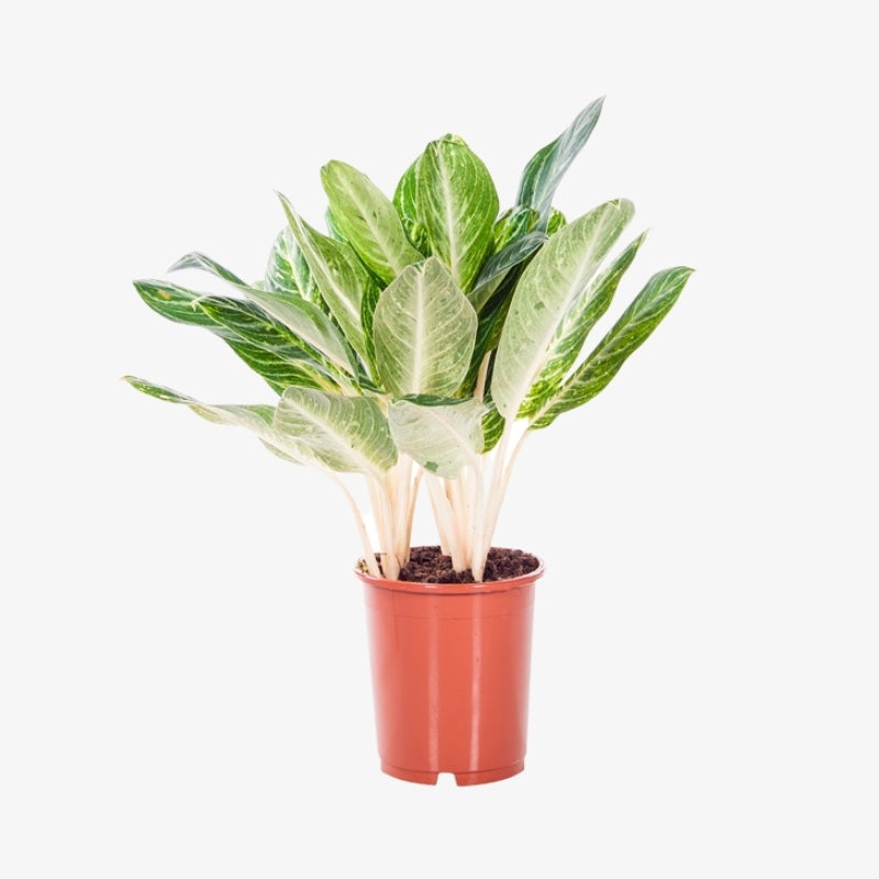 Aglaonema 1