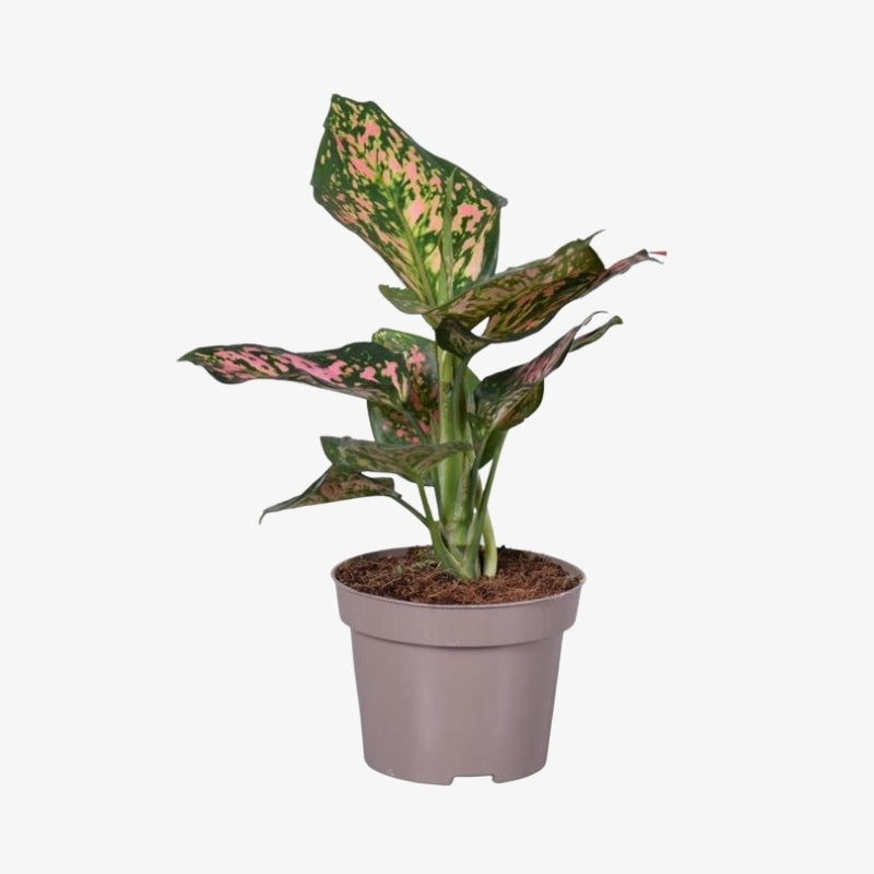 Aglaonema Gemengd 1