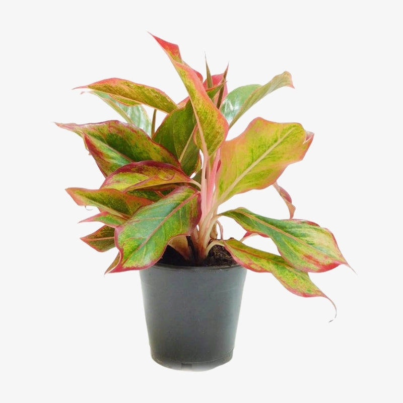 Aglaonema King of Siam