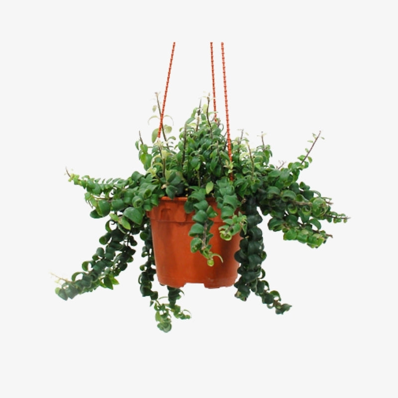 aeschynanthus twister 