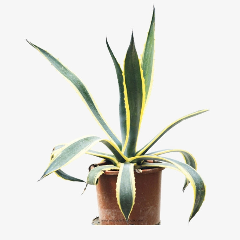 agave americana marginata 10L